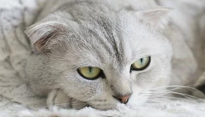 熊猫体育官方入口-再输就将四连败！圣诞大战之前湖人忙自我减压
