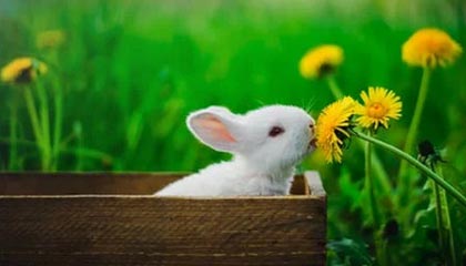 熊猫体育官方入口-三分8中0还有7失误！东契奇遭当代乔丹皮蓬铁索阵